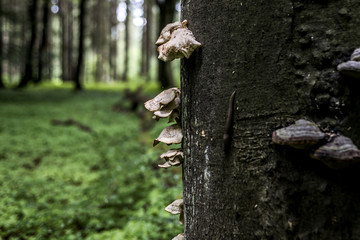 Bracket fungus growing from the stump of a dead beech tree Forest germany bokeh background