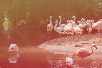 group of flamingos at zoo , filtered tones