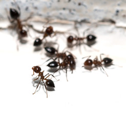 Ants on white background