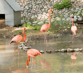 Flamingo birds at the zoo