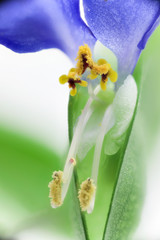 Obraz premium 花 高倍率マクロ撮影 ツユクサ