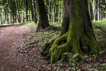 Obraz premium Closeup tree stump with hollow covered by moss on forest hiking path in germany