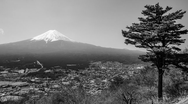 Fototapeta High contrast black and white landscape of Mount Fuji and a lone pine tree in Japan