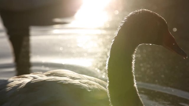 Swan swimming
