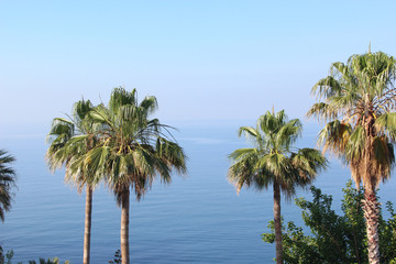 Fototapeta premium The tops of the palm trees against the blue sea with a mountain range on the horizon amid a deep Sunny sky. Morning. 