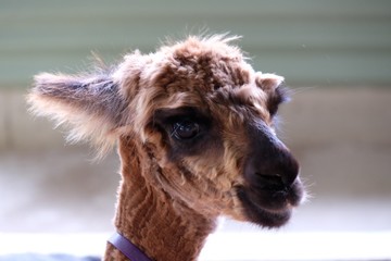 Alpaca