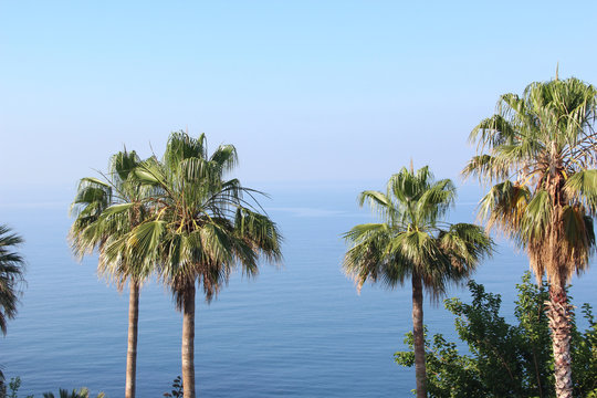 The tops of the palm trees against the blue sea with a mountain range on the horizon amid a deep Sunny sky. Morning.
