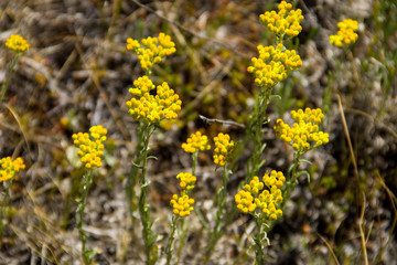 Helichrysum arenarium on meadow