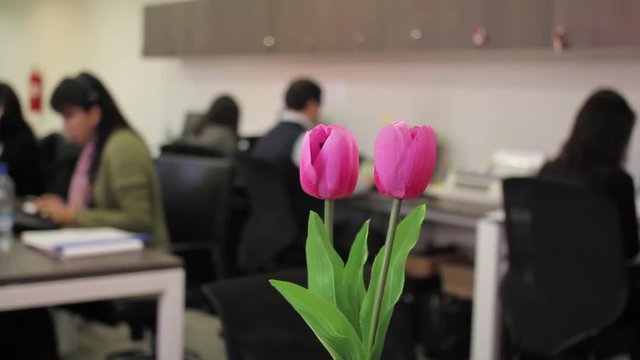 Pink flowers in office