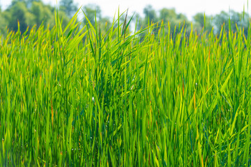 Green reed growing along a lake in sunlight in summer