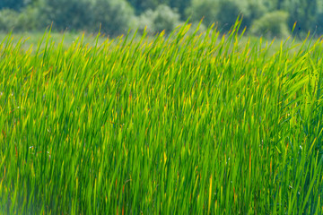 Green reed growing along a lake in sunlight in summer