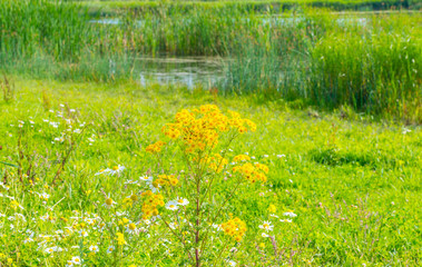 Obraz premium Wild flowers growing along a lake in summer