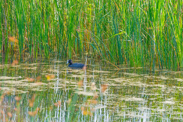 Coot swimming in a lake in sunlight in summer