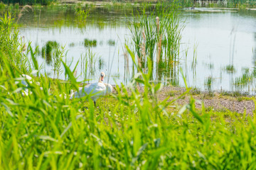 Swan on the shore of a lake in sunlight in summer