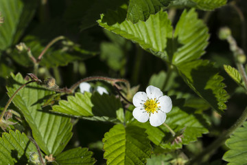 White strawberry flower and green leaves.