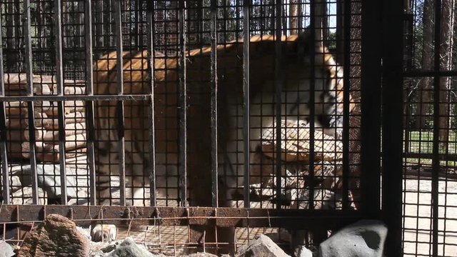The tiger walks around the cage in the zoo.
