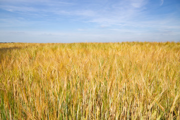 Field of Barley under a blue sky with thin white clouds