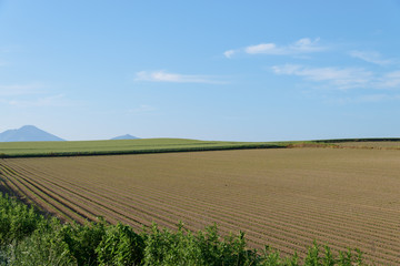 丘の畑

