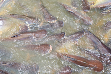 colony of iridescent shark striped catfish sutchi catfish in water