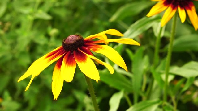 Flowers rudbeckia hirta swaying in the wind
