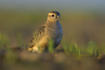 Dotterel Charadrius morinellus resting on field during autumn migration, natural background