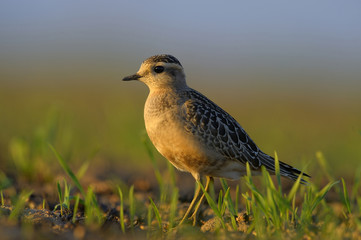 Dotterel Charadrius morinellus resting on field during autumn migration, natural background