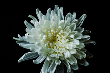 a macro white flower on black background