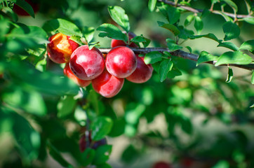 Fresh organic nectarines on the tree. Ripe nectarines.