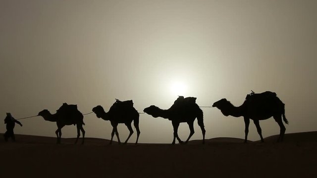 Arabic traditional headdress robe walking with his camels in the desert sand dunes silhouette sunset