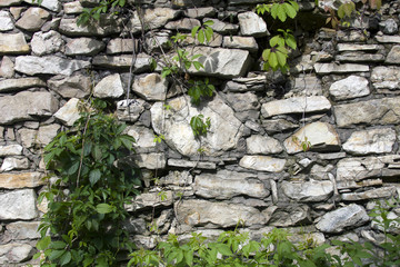 Natural background of lush fresh green beautiful climber growing on gray wall of stone blocks