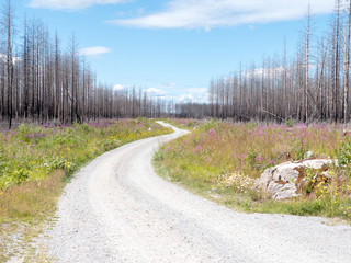 Willow-herbs plants in front of burnt forest after tree years of a big forest fire in Sweden