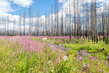 Willow-herbs plants in front of burnt forest after tree years of a big forest fire in Sweden