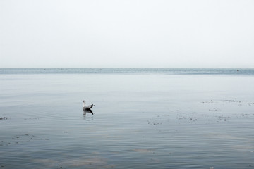 Fototapeta premium Seagull at sea