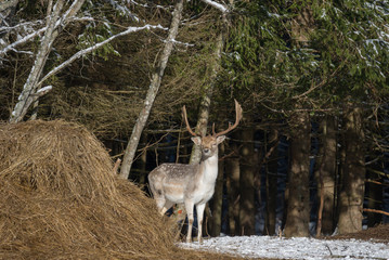 Fallow Deer Buck. Majestic Adult Fallow Deer, Dama dama, Squinting in the sun. Wildlife scene from nature, Europe.A male of fallow deer ( Daniel ) with grate antlers standing on the snowю Belarus