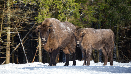 Two European wild brown bison: adult and young. The family of bison (Bison bonasus) in the background of  winter forest. Two bison ( Aurochs,  Bison bonasus ) in Winter Time. Calf with mom. Belarus