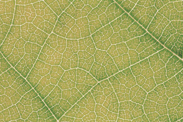 Leaf texture pattern background for graphic website template, spring beauty, environment and ecology idea concept design. Color effect picture.