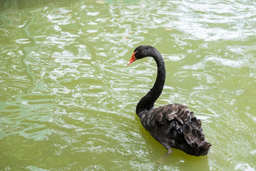 Black swan swimming in pond.