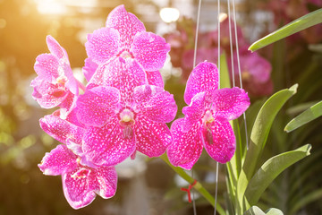 Beautiful orchid flower in the garden at winter or spring day for postcard, beauty and agriculture...