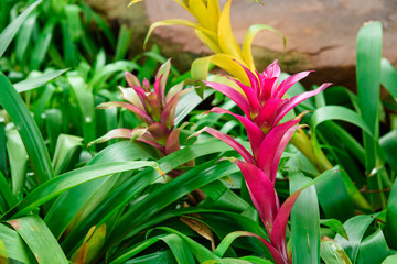 Bromeliad flower in the garden.