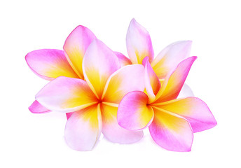 Fototapeta na wymiar pink frangipani or plumeria (tropical flowers) isolated on white background