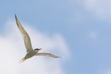 Common Tern in Flight against Blue Sky White Clouds