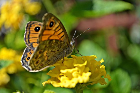 Butterfly on a yellow flower, macro and closeup photography