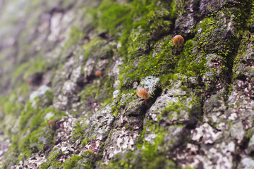 abstract blurred background of aged tree bark with moss in rainy season