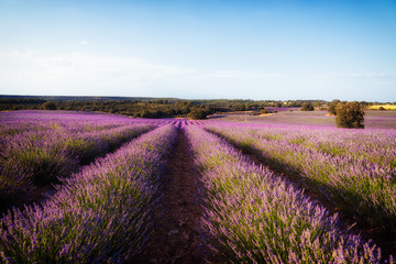 Fototapeta na wymiar Beautiful image of lavender fields. Summer sunset landscape