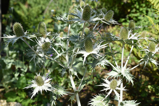 Panicaut vert argent&eacute; en &eacute;t&eacute;