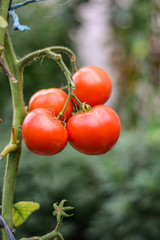 Red tomato plant