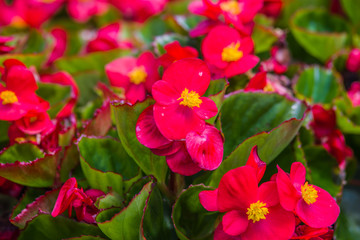 colorful begonia