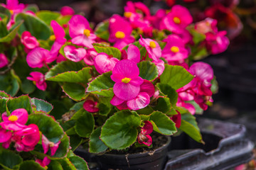 colorful begonia