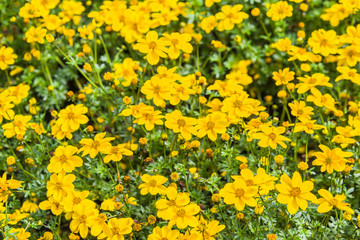 Fototapeta premium yellow Bidens