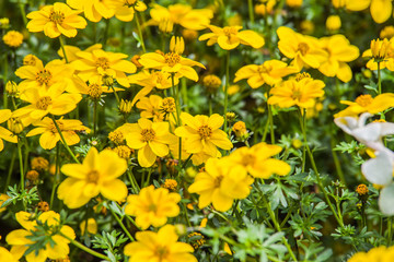 yellow Bidens